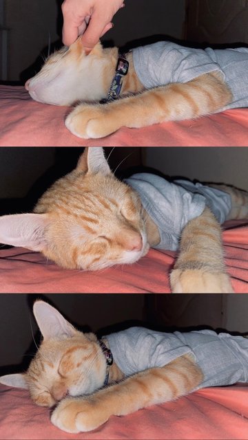 Soju - Domestic Short Hair Cat