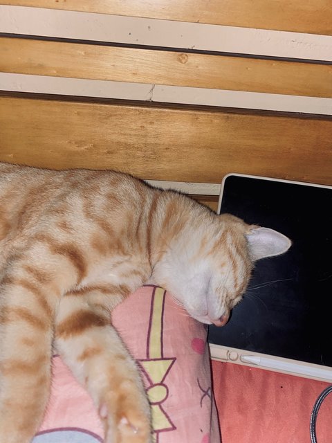 Soju - Domestic Short Hair Cat