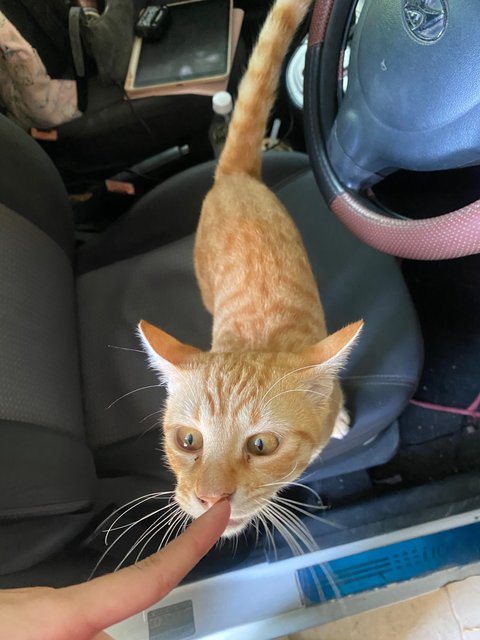 Soju - Domestic Short Hair Cat