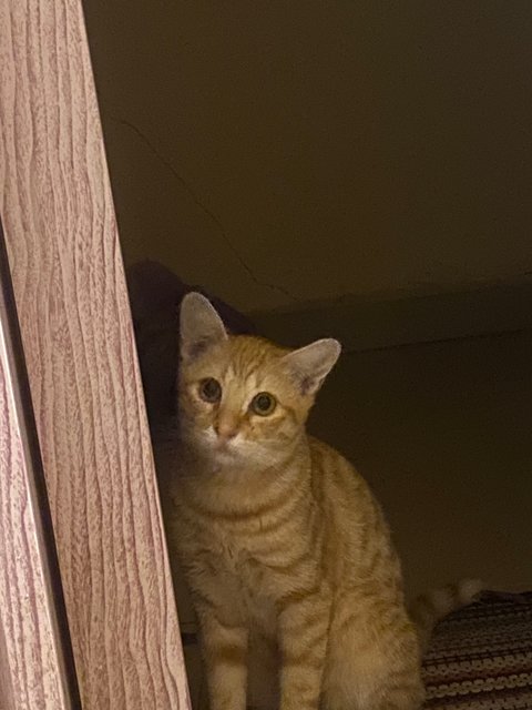 Soju - Domestic Short Hair Cat