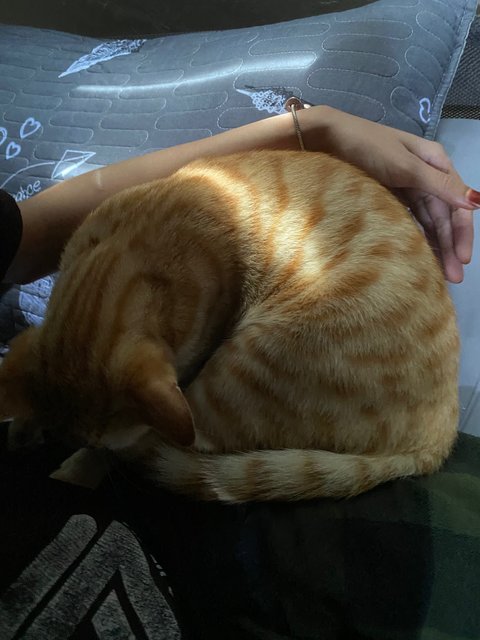 Soju - Domestic Short Hair Cat