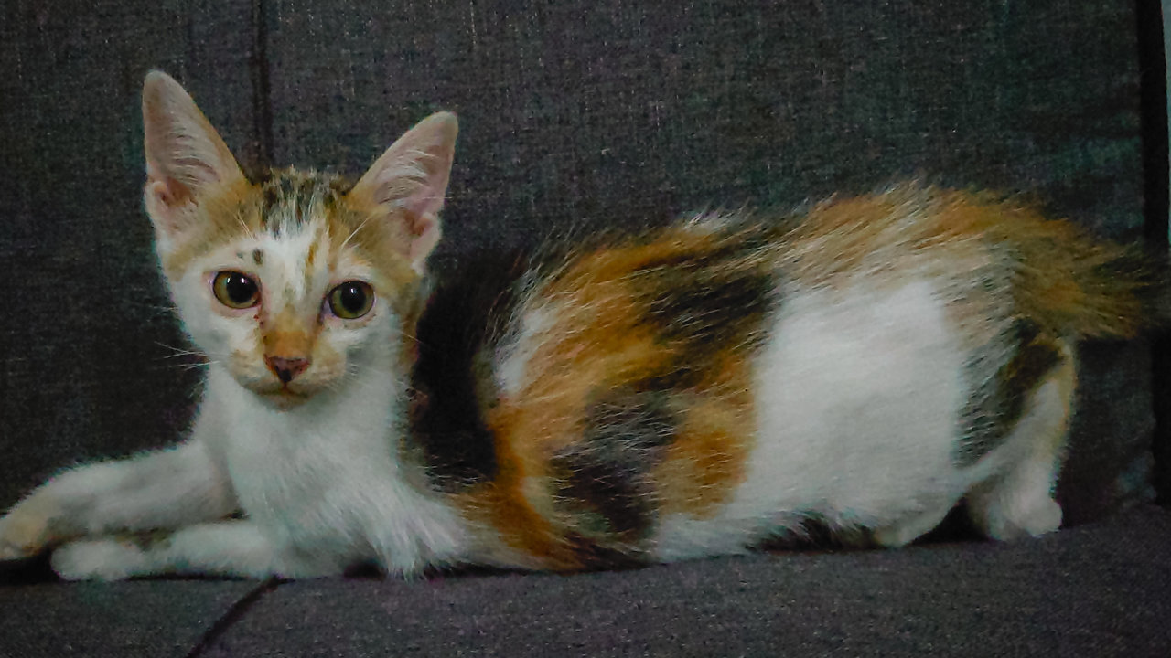 Chombi  - Domestic Short Hair Cat