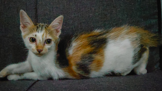 Chombi  - Domestic Short Hair Cat