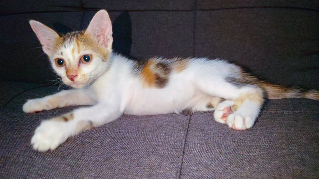Chombi  - Domestic Short Hair Cat