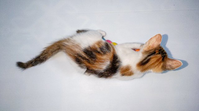 Chombi  - Domestic Short Hair Cat