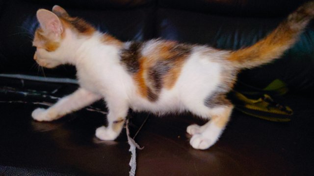 Chombi  - Domestic Short Hair Cat