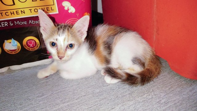 Chombi  - Domestic Short Hair Cat