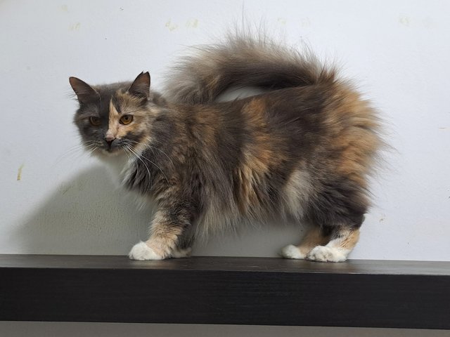 PF141663 - Domestic Long Hair Cat