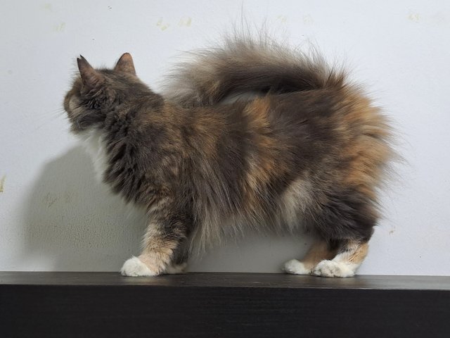 PF141663 - Domestic Long Hair Cat