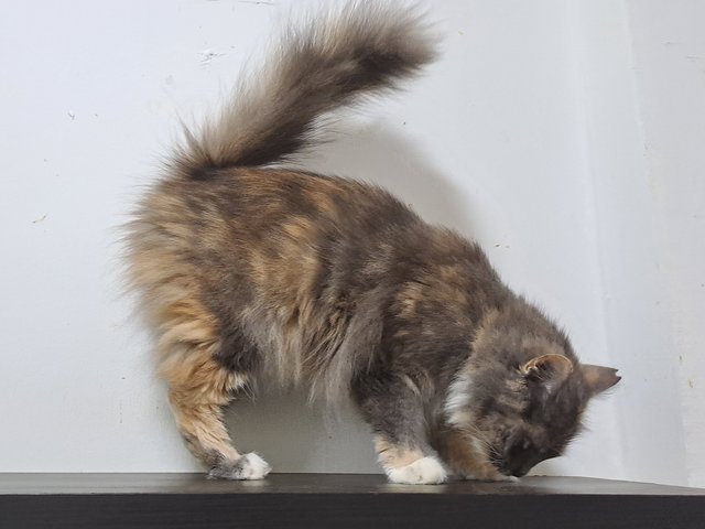 PF141663 - Domestic Long Hair Cat