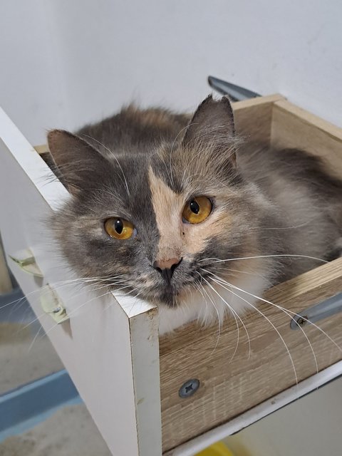 PF141663 - Domestic Long Hair Cat