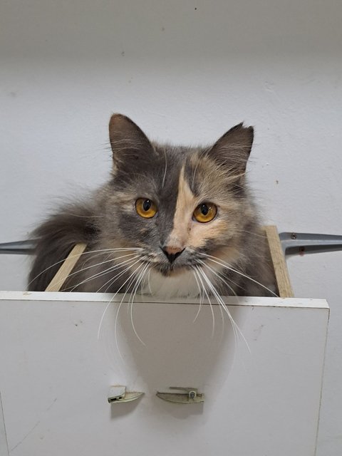 PF141663 - Domestic Long Hair Cat