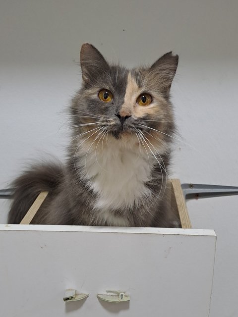 PF141663 - Domestic Long Hair Cat
