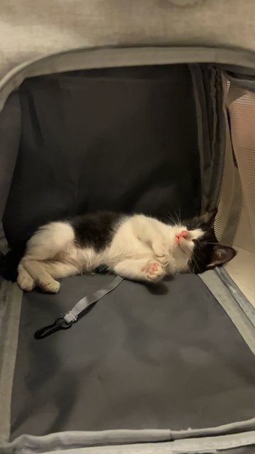 Hope - Domestic Medium Hair Cat
