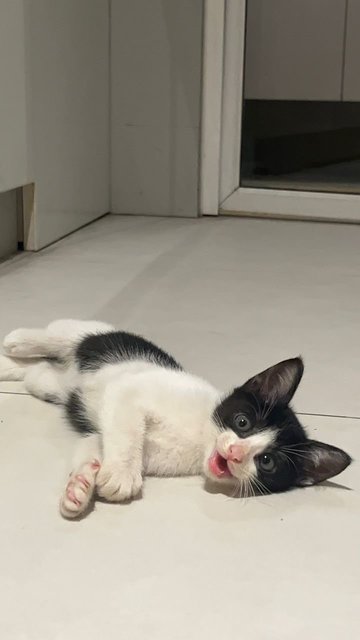 Hope - Domestic Medium Hair Cat