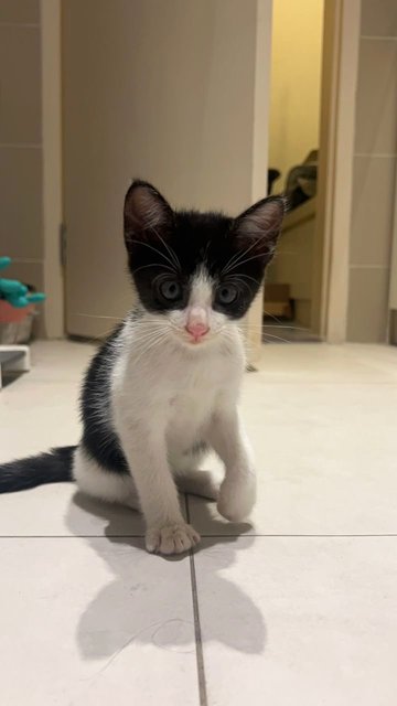 Hope - Domestic Medium Hair Cat