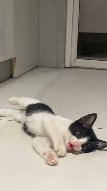 Hope - Domestic Medium Hair Cat