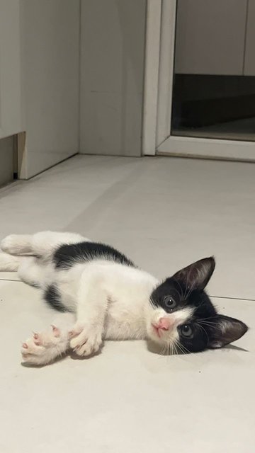 Hope - Domestic Medium Hair Cat