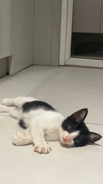 Hope - Domestic Medium Hair Cat