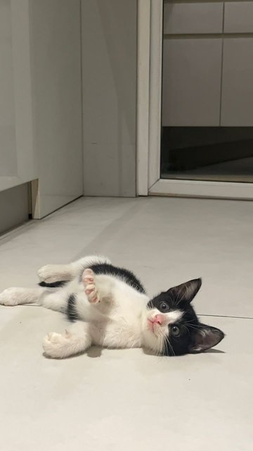 Hope - Domestic Medium Hair Cat