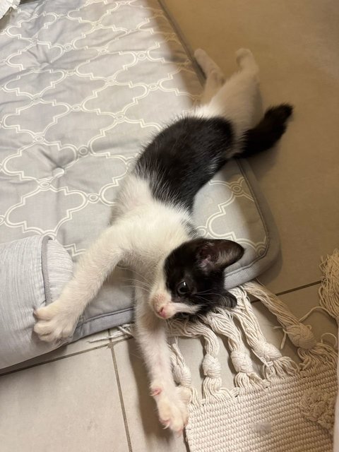 Hope - Domestic Medium Hair Cat