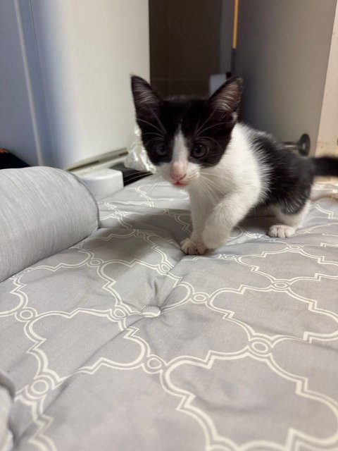 Hope - Domestic Medium Hair Cat