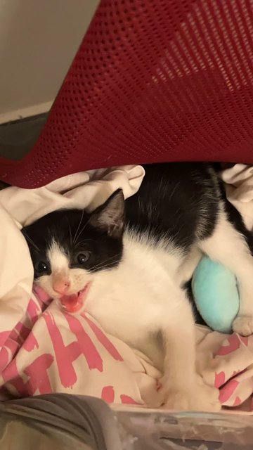 Hope - Domestic Medium Hair Cat