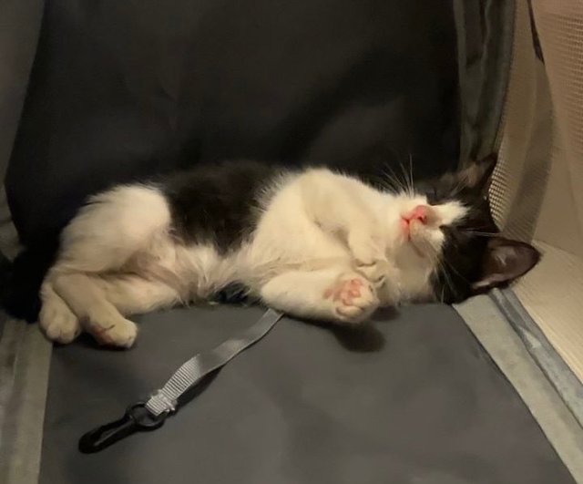 Hope - Domestic Medium Hair Cat