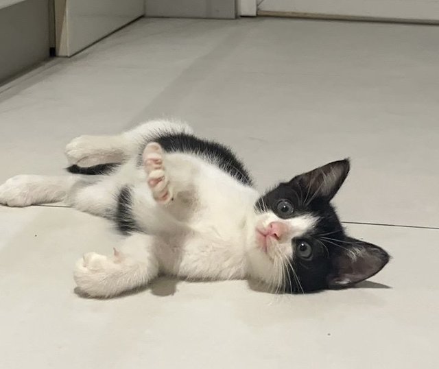 Hope - Domestic Medium Hair Cat