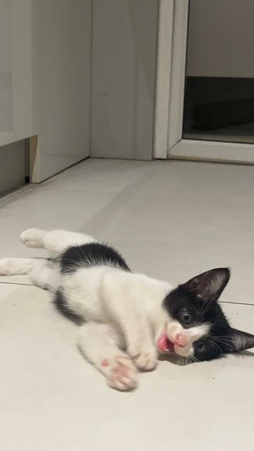 Hope - Domestic Medium Hair Cat
