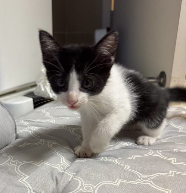 Hope - Domestic Medium Hair Cat