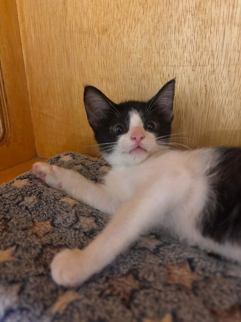 Hope - Domestic Medium Hair Cat
