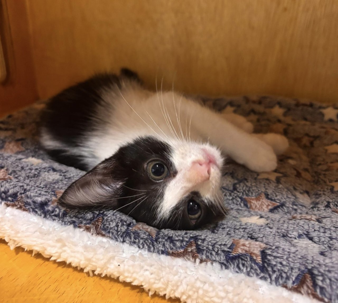 Hope - Domestic Medium Hair Cat