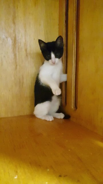 Hope - Domestic Medium Hair Cat
