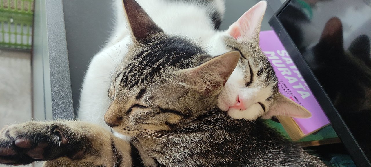 Yin &amp; Yang  - Domestic Short Hair Cat
