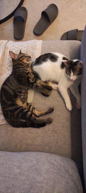Yin &amp; Yang  - Domestic Short Hair Cat