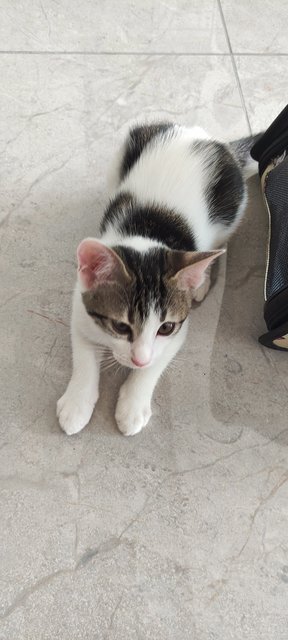 Yin &amp; Yang  - Domestic Short Hair Cat