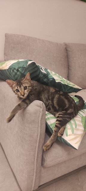 Yin &amp; Yang  - Domestic Short Hair Cat