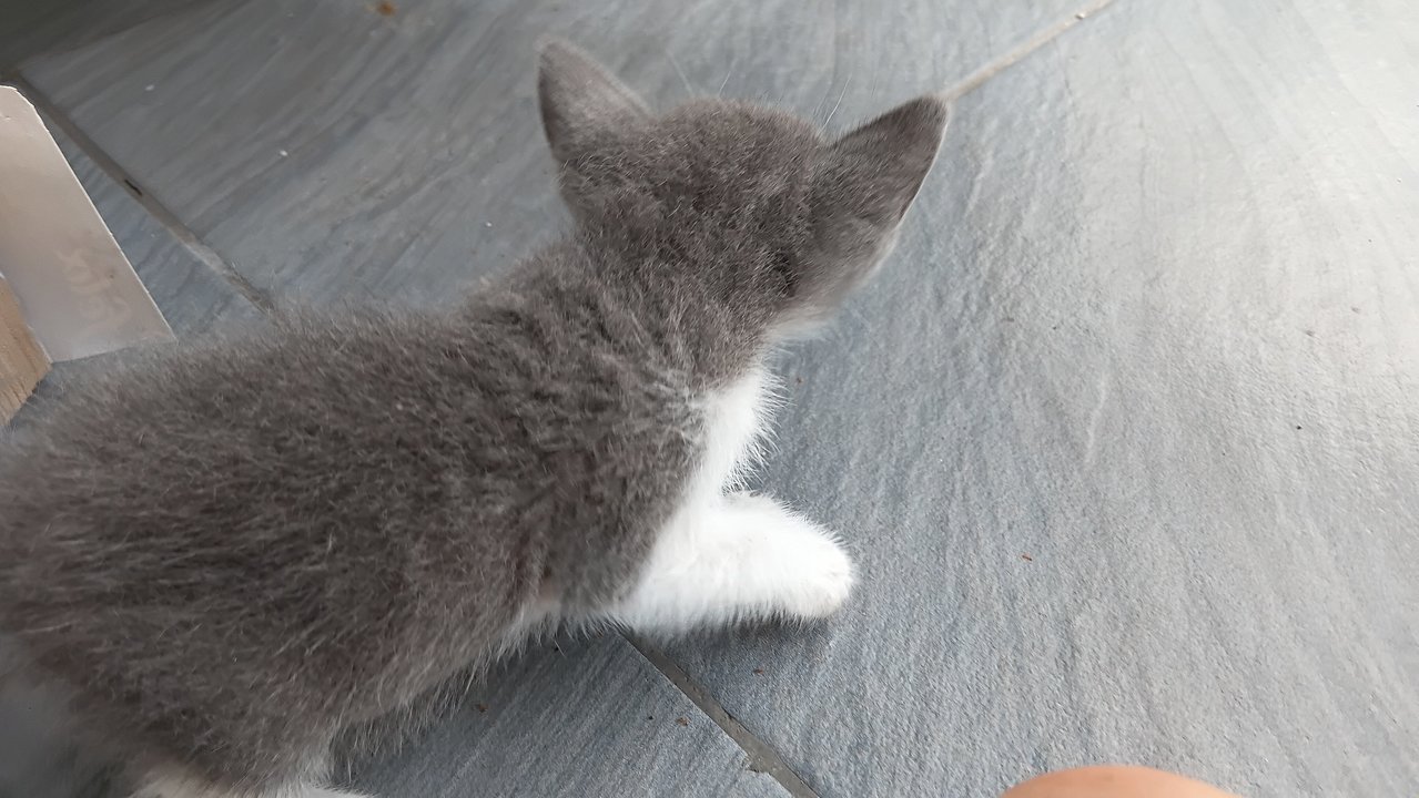 Moonpie - Domestic Medium Hair Cat