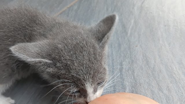 Moonpie - Domestic Medium Hair Cat
