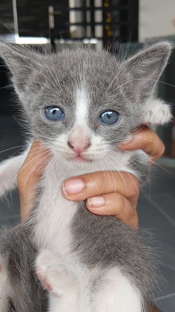 Moonpie - Domestic Medium Hair Cat