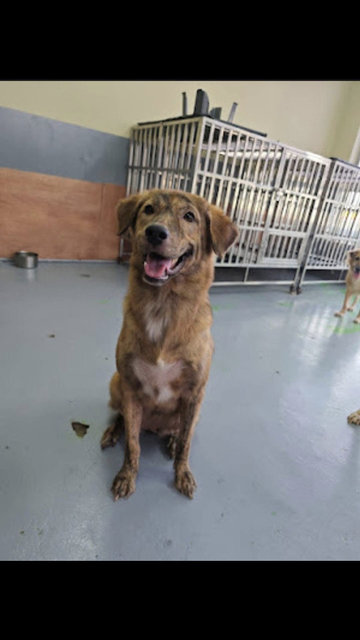 Kiwi The Happiest Girl - Mixed Breed Dog