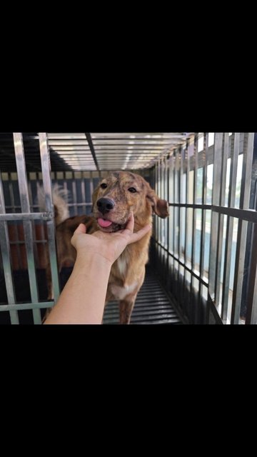 Kiwi The Happiest Girl - Mixed Breed Dog