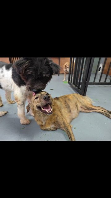 Kiwi The Happiest Girl - Mixed Breed Dog