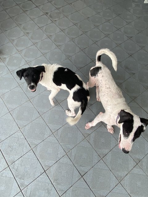 Lucy &amp; Linus - Mixed Breed Dog