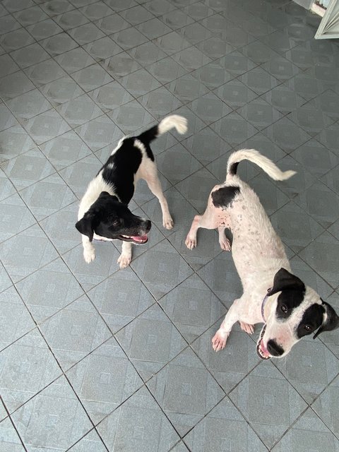 Lucy &amp; Linus - Mixed Breed Dog