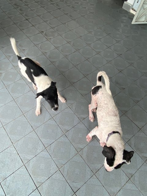 Lucy &amp; Linus - Mixed Breed Dog