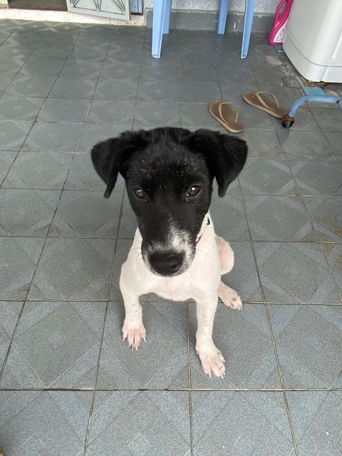 Lucy &amp; Linus - Mixed Breed Dog