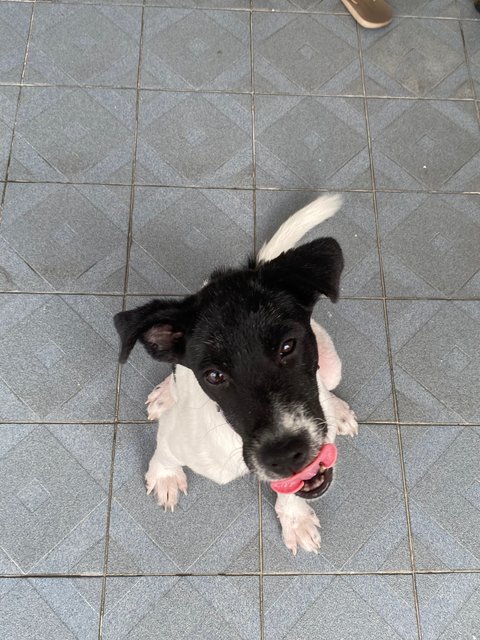 Lucy &amp; Linus - Mixed Breed Dog