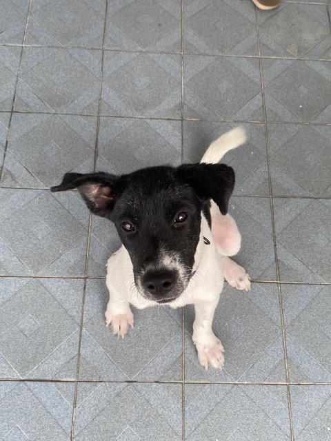 Lucy &amp; Linus - Mixed Breed Dog